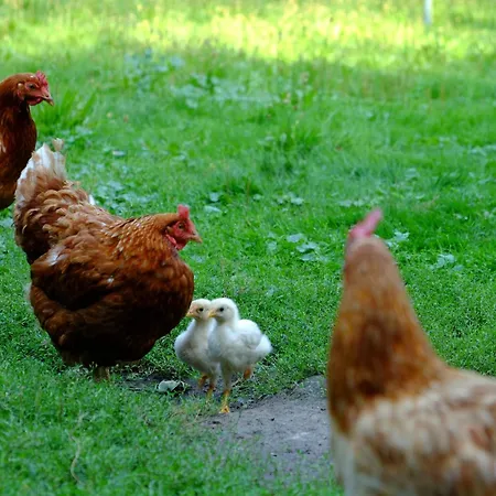 Stara Broznja Egbr * Burg (Spreewald)