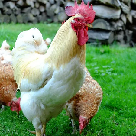 Stara Broznja Egbr Burg (Spreewald)