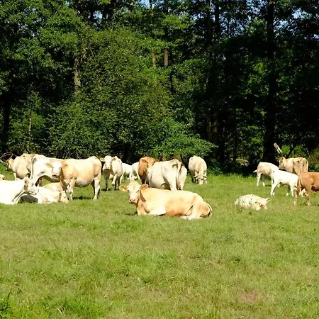 Stara Broznja Egbr *