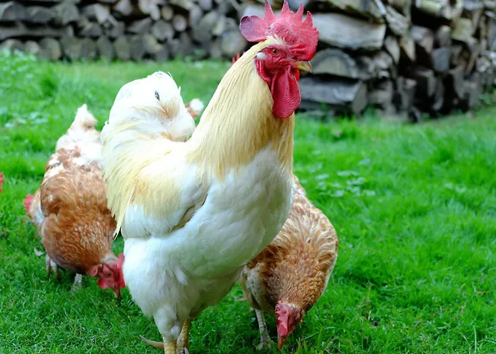 Stara Broznja Egbr Burg (Spreewald)