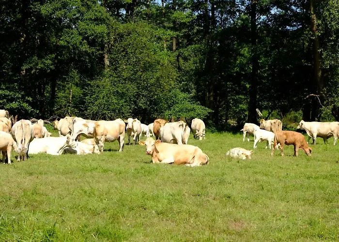 Stara Broznja Egbr *